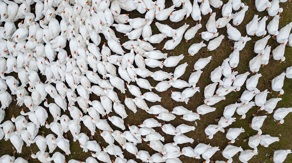 Ostdeutsche Bauernverbände warnen: Impfungen sind nicht immer die beste Lösung gegen Seuchen wie Vogelgrippe und Blauzungenkrankheit. (Symbolbild) / Foto: Robert Michael/dpa