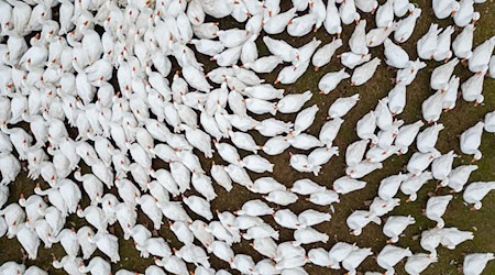 Ostdeutsche Bauernverbände warnen: Impfungen sind nicht immer die beste Lösung gegen Seuchen wie Vogelgrippe und Blauzungenkrankheit. (Symbolbild) / Foto: Robert Michael/dpa