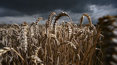 Der Anbau von Winterfeldfrüchten in Thüringen geht zurück. (Symbolbild) / Foto: Arne Dedert/dpa