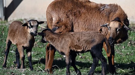 In Erfurt hat ein Mann laut Polizei Kamerunschafe gestohlen. (Symbolbild) / Foto: Federico Gambarini/dpa