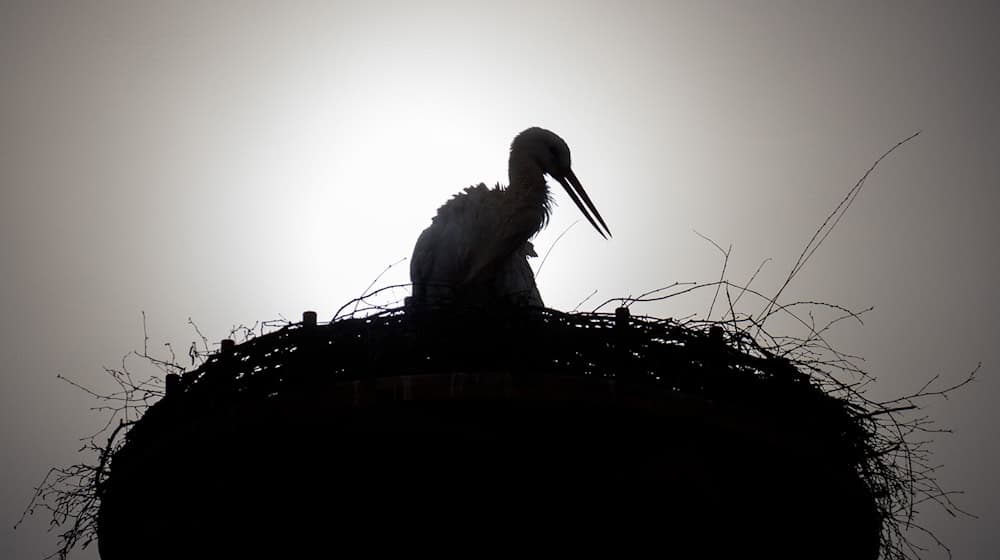 Die Staatliche Vogelschutzwarte Seebach beklagte in diesem Jahr einige Fälle, in denen Störche gestorben sind, nachdem sie Gummibänder mit Würmern verwechselt und diese gefressen hatten. (Symbolbild) / Foto: Candy Welz/dpa-Zentralbild/dpa