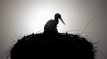 Die Staatliche Vogelschutzwarte Seebach beklagte in diesem Jahr einige Fälle, in denen Störche gestorben sind, nachdem sie Gummibänder mit Würmern verwechselt und diese gefressen hatten. (Symbolbild) / Foto: Candy Welz/dpa-Zentralbild/dpa