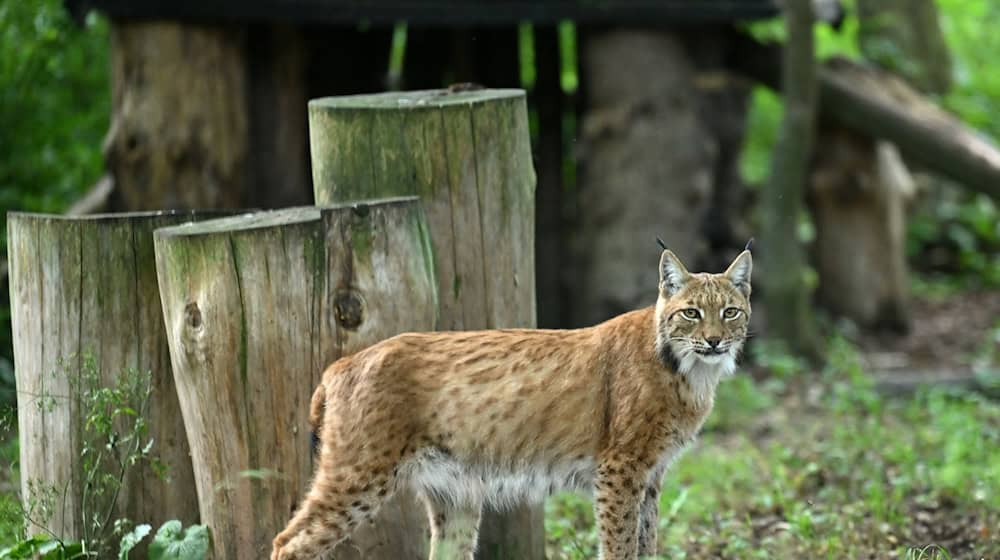 2026 sollen über ein Projekt des BUND Thüringen weitere Luchse im Thüringer Wald ausgewildert werden. (Symbolfoto) / Foto: Martin Schutt/dpa