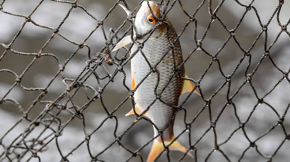 Keine Fischverarbeitung in Thüringen (Illustration)  / Foto: Patrick Pleul/dpa-Zentralbild/ZB