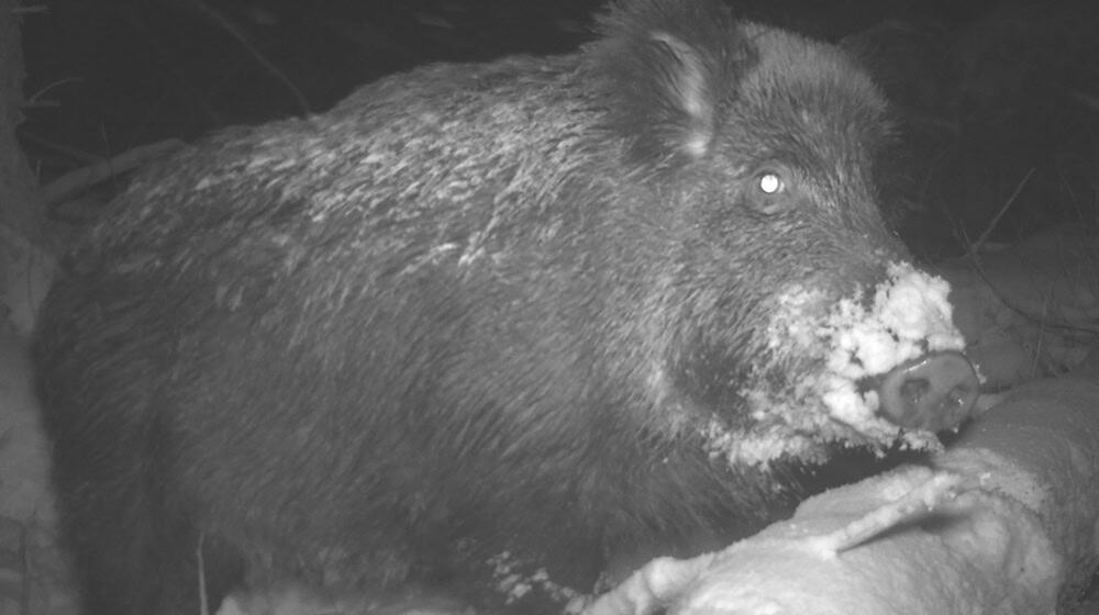 Aufnahmen aus Fotofallen von Nationalparks wie diese sollen Daten liefern, die mit künstlicher Intelligenz ausgewertet und so Aufschluss etwa über den Tierbestand geben können.  / Foto: --/Nationalpark Harz/dpa
