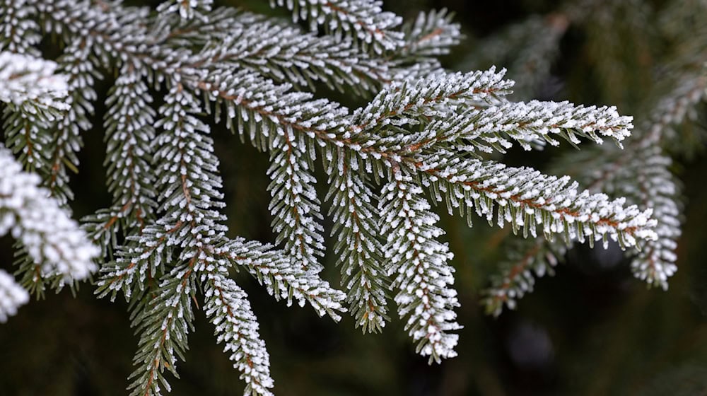 Wintersport im Thüringer Wald ist zu Weihnachten nicht möglich. (Archivbild) / Foto: Michael Reichel/dpa-Zentralbild/dpa
