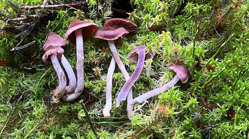 Bei einer Pilzkartierung wurden zehn für Thüringen neue Arten sowie weitere sehr seltene Arten im Freistaat entdeckt. (Handout) / Foto: Jesko Kleine/UNESCO-Biosphärenreservat Thüringer Wald/dpa
