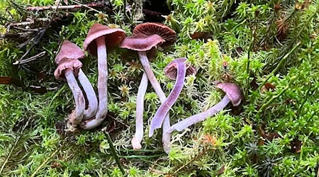 Bei einer Pilzkartierung wurden zehn für Thüringen neue Arten sowie weitere sehr seltene Arten im Freistaat entdeckt. (Handout) / Foto: Jesko Kleine/UNESCO-Biosphärenreservat Thüringer Wald/dpa