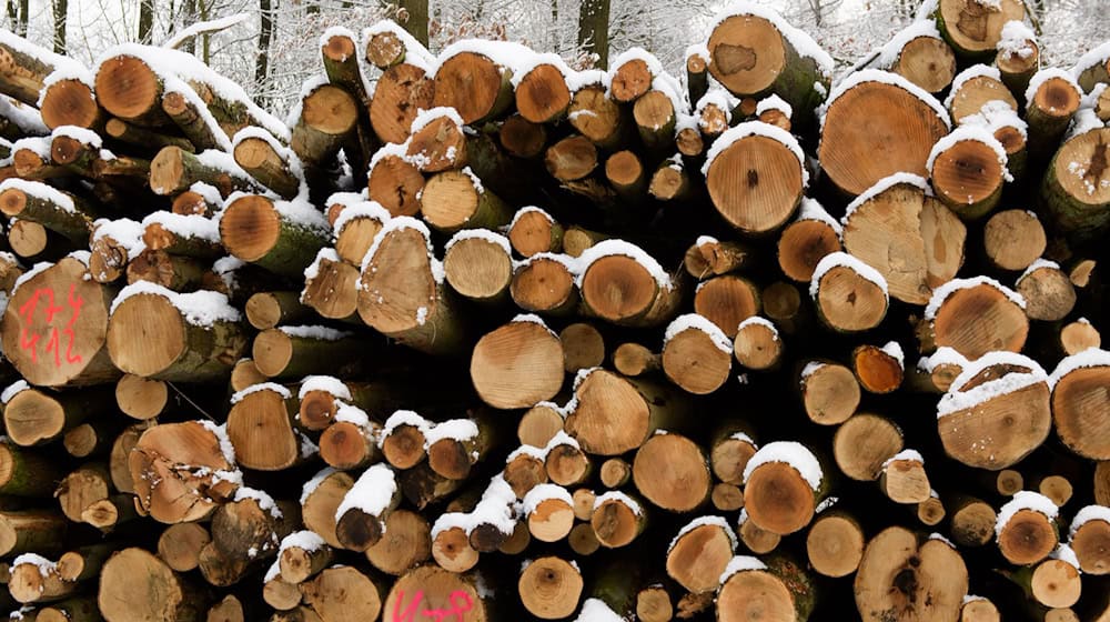 Streit um Vermarktung von Holz geht weiter (Symbolbild) / Foto: picture alliance / dpa