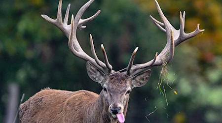 Der Rothirsch ist das Wildtier des Jahres 2026. (Symbolbild) / Foto: Patrick Pleul/dpa/ZB