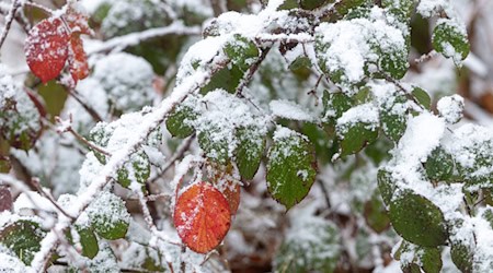 Sonne und Schnee im Thüringer Wald erwartet