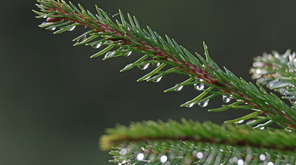 Schlitten oder Regenschirm? So wird das Wetter über Weihnachten in Sachsen, Sachsen-Anhalt und Thüringen. (Archivbild) / Foto: Matthias Bein/dpa