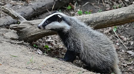 Einig sind sich Jäger und Naturschützer darin, Dachse künftig besser vor den Gefahren des Straßenverkehrs zu schützen. (Symbolbild) / Foto: Patrick Pleul/dpa