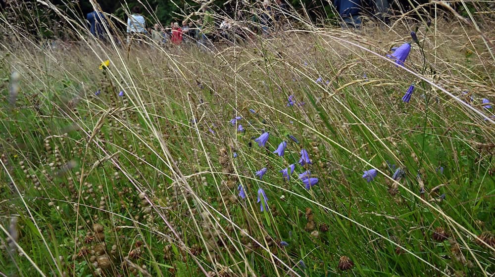 Thüringen will möglichst viele Bergwiesen erhalten. (Archivbild)  / Foto: Martin Schutt/dpa