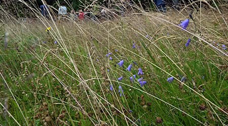 Thüringen will möglichst viele Bergwiesen erhalten. (Archivbild)  / Foto: Martin Schutt/dpa