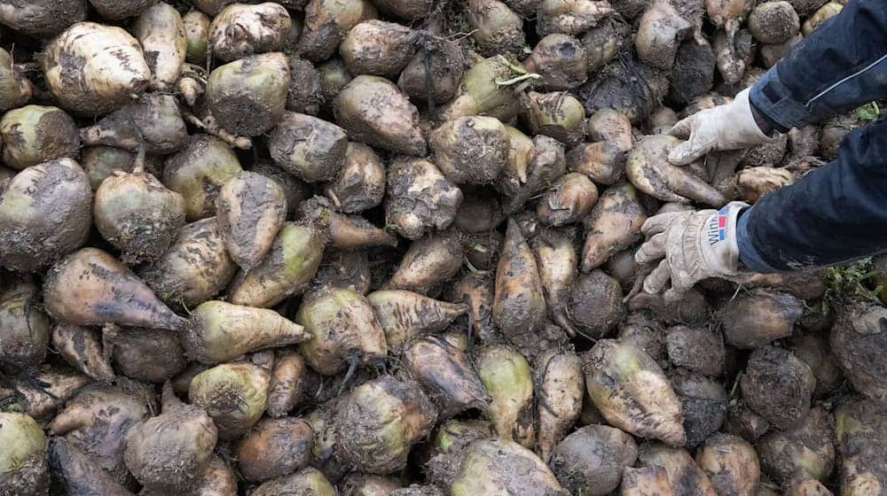 Rübenzucker wird vor allem in der Lebensmittelindustrie für Süß- und Backwaren sowie Getränke eingesetzt. (Symbolbild) / Foto: Marijan Murat/dpa