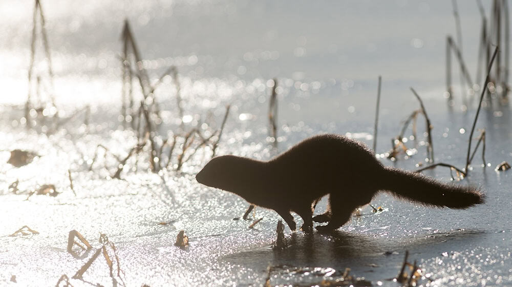 Der Mink gehört zur Familie der Marder und ist auch als «amerikanischer Nerz» oder «Wassermarder» bekannt. (Archivbild) / Foto: Klaus-Dietmar Gabbert/dpa-Zentralbild/dpa