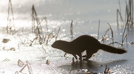Der Mink gehört zur Familie der Marder und ist auch als «amerikanischer Nerz» oder «Wassermarder» bekannt. (Archivbild) / Foto: Klaus-Dietmar Gabbert/dpa-Zentralbild/dpa