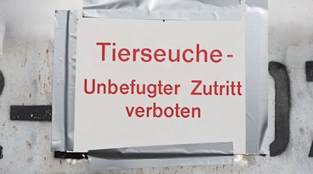 Seit Jahresbeginn wurden nur vier Vogelgrippe-Fälle im Freistaat erfasst. (Symbolbild) / Foto: Matthias Bein/dpa