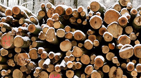 Hölzer aus Thüringens Wäldern versteigert (Illustration). / Foto: Candy Welz/dpa