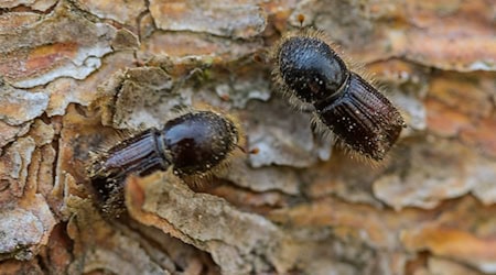 So genannte Buchdrucker, eine Käferart aus der Familie der Fichtenborkenkäfer, sitzen auf der Rinde einer Fichte. (Archivbild) / Foto: Andreas Arnold/dpa