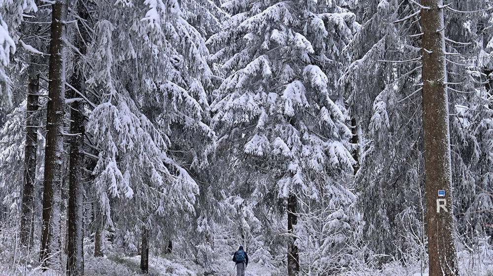 Die Gefahr besteht laut Amt für Stadtgrün, bis die Baumkronen abgetaut sind. (Archivbild) / Foto: Martin Schutt/dpa