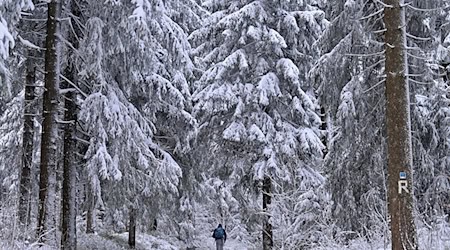 Die Gefahr besteht laut Amt für Stadtgrün, bis die Baumkronen abgetaut sind. (Archivbild) / Foto: Martin Schutt/dpa