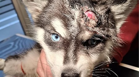 Der schwer verletzte Welpe wurde in eine Tierarztpraxis gebracht und nach entsprechender Versorgung in eine Pflegestelle gebracht. (Handout-Foto) / Foto: -/Stadt Weimar/Veterinäramt/dpa