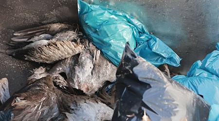 Hunderte Kranichen starben nach einem Ausbruch der Vogelgrippe am Stausee Kelbra im November 2025. (Archivbild) / Foto: Matthias Bein/dpa
