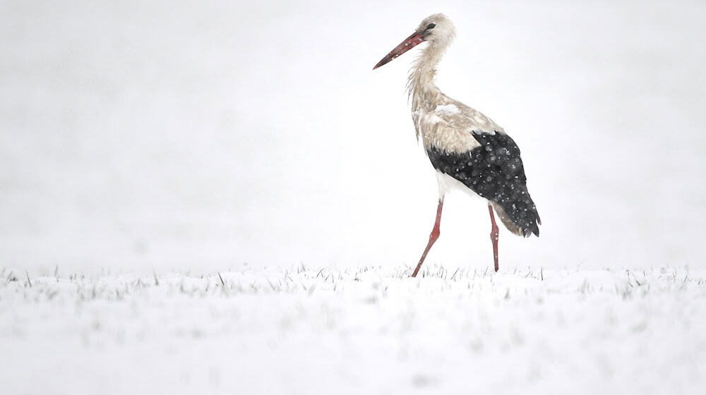 Die Polizei in Meiningen hat sich mit einem Storch auf der Straße beschäftigt. (Symbolbild) / Foto: Felix Kästle/dpa
