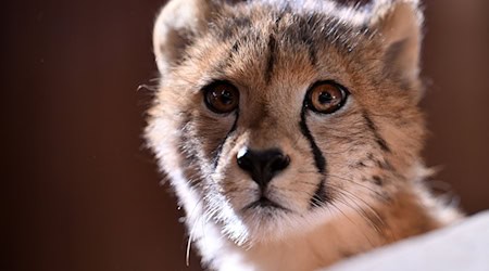 Im Zoopark Erfurt waren im Sommer 2025 vier Geparden geboren worden. Die neugierigen jungen Tiere sind auch dieses im Park zu sehen. / Foto: Martin Schutt/dpa