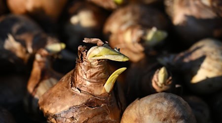 Die 5. Thüringer Landesgartenschau findet in knapp drei Monaten vom 23. April bis zum 11. Oktober statt.  / Foto: Martin Schutt/dpa