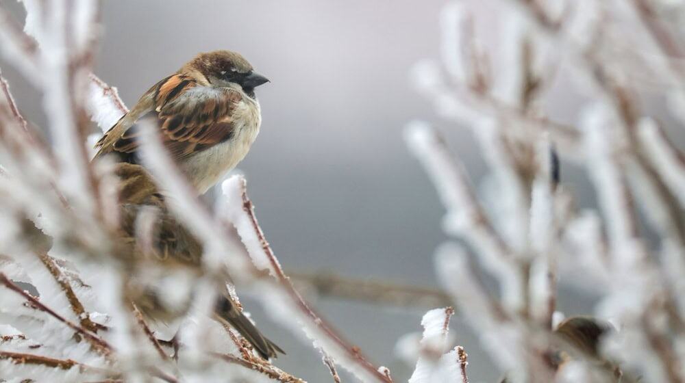 Der Haussperling bleibt der am häufigsten gesichtete Wintervogel in Thüringen, dennoch werden jährlich weniger von ihnen gezählt. (Archivbild) / Foto: Thomas Warnack/dpa