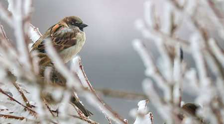 Der Haussperling bleibt der am häufigsten gesichtete Wintervogel in Thüringen, dennoch werden jährlich weniger von ihnen gezählt. (Archivbild) / Foto: Thomas Warnack/dpa