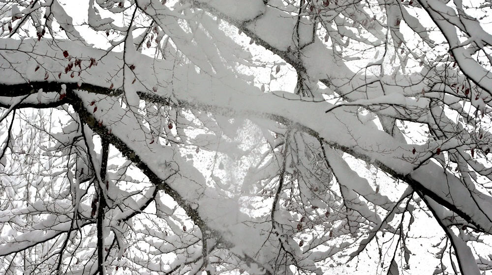Bei Spaziergängen durch winterliche Parks sollten Bäume mit viel Schnee auf den Ästen gemieden werden (Symbolbild)  / Foto: Karl-Josef Hildenbrand/dpa