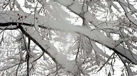 Bei Spaziergängen durch winterliche Parks sollten Bäume mit viel Schnee auf den Ästen gemieden werden (Symbolbild)  / Foto: Karl-Josef Hildenbrand/dpa