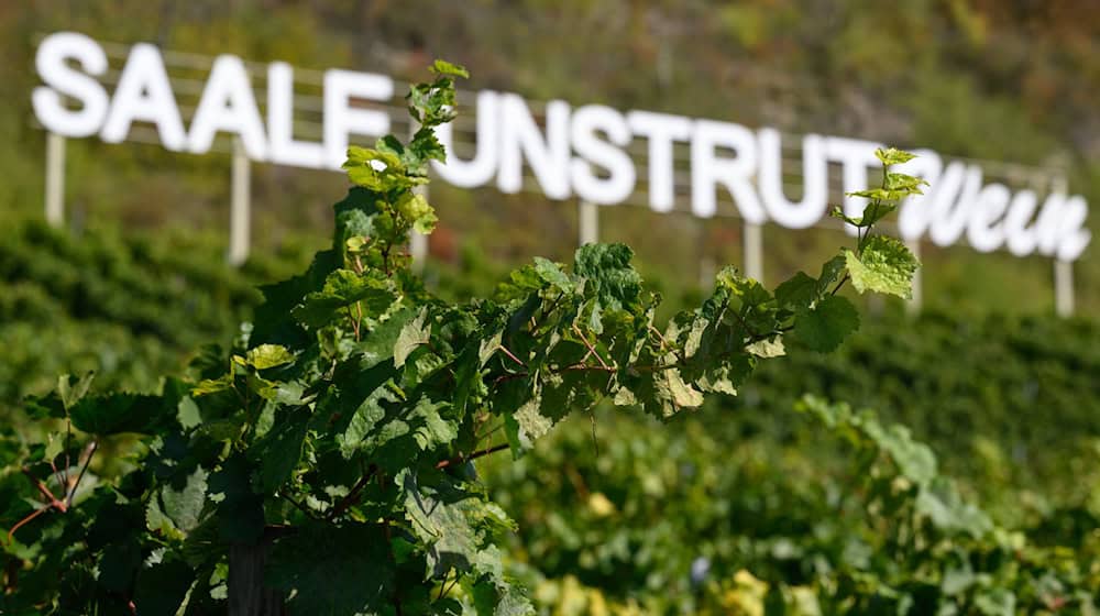 Die Weinregion Saale-Unstrut ist das nördlichste deutsche Qualitätsweinanbaugebiet und umfasst etwa 847 Hektar Fläche. / Foto: Hendrik Schmidt/dpa