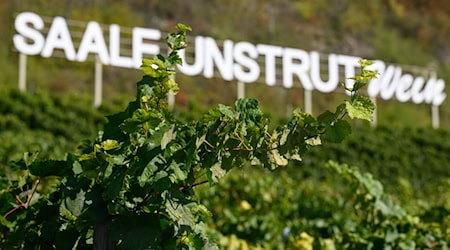 Die Weinregion Saale-Unstrut ist das nördlichste deutsche Qualitätsweinanbaugebiet und umfasst etwa 847 Hektar Fläche. / Foto: Hendrik Schmidt/dpa