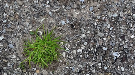 Thüringens Umweltminister Tilo Kummer (BSW) will, dass weniger Flächen versiegelt sind (Illustration) / Foto: Karl-Josef Hildenbrand/dpa