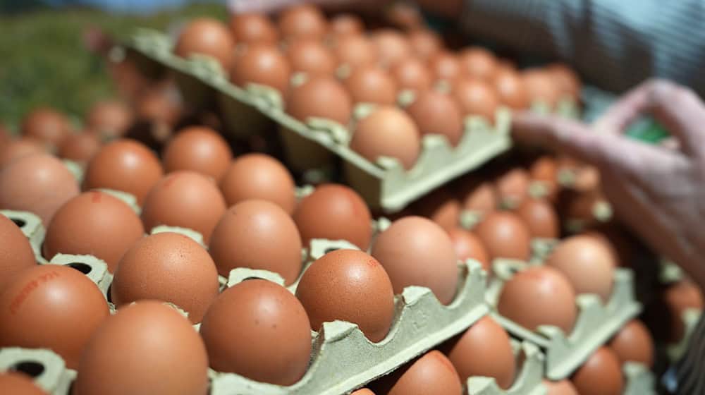 Eier sind im Jahresvergleich deutlich teurer geworden. (Archivbild) / Foto: Marcus Brandt/dpa
