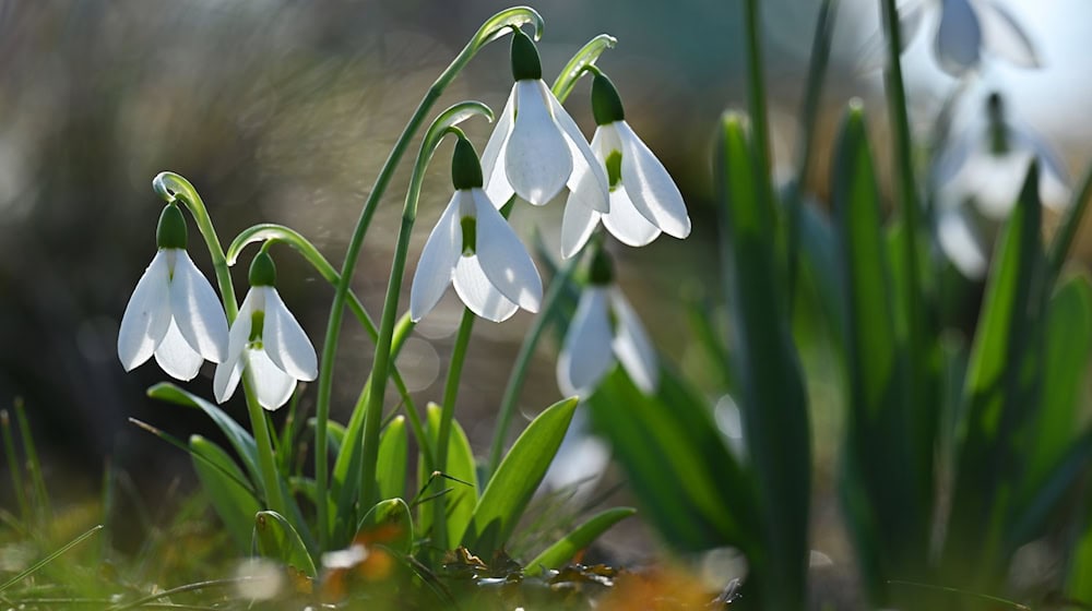 In Sachsen, Sachsen-Anhalt und Thüringen steht der Frühling vor der Tür. (Symbolbild) / Foto: Martin Schutt/dpa