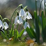 In Sachsen, Sachsen-Anhalt und Thüringen steht der Frühling vor der Tür. (Symbolbild) / Foto: Martin Schutt/dpa