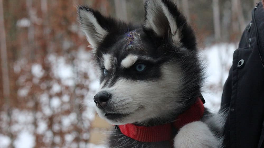 «Vido» erholt sich dank liebevoller Betreuung zusehends von seinen schweren ersten Lebenswochen. (Handout)  / Foto: Susanne Kolomaznik/Tierheim Weimar/dpa