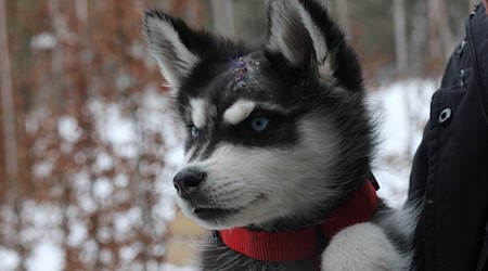 «Vido» erholt sich dank liebevoller Betreuung zusehends von seinen schweren ersten Lebenswochen. (Handout)  / Foto: Susanne Kolomaznik/Tierheim Weimar/dpa