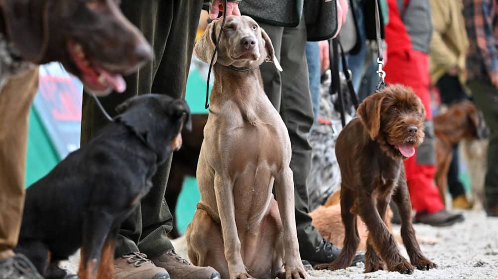 Angebote für Freizeit im Grünen werden geboten. (Archivbild)  / Foto: Martin Schutt/dpa