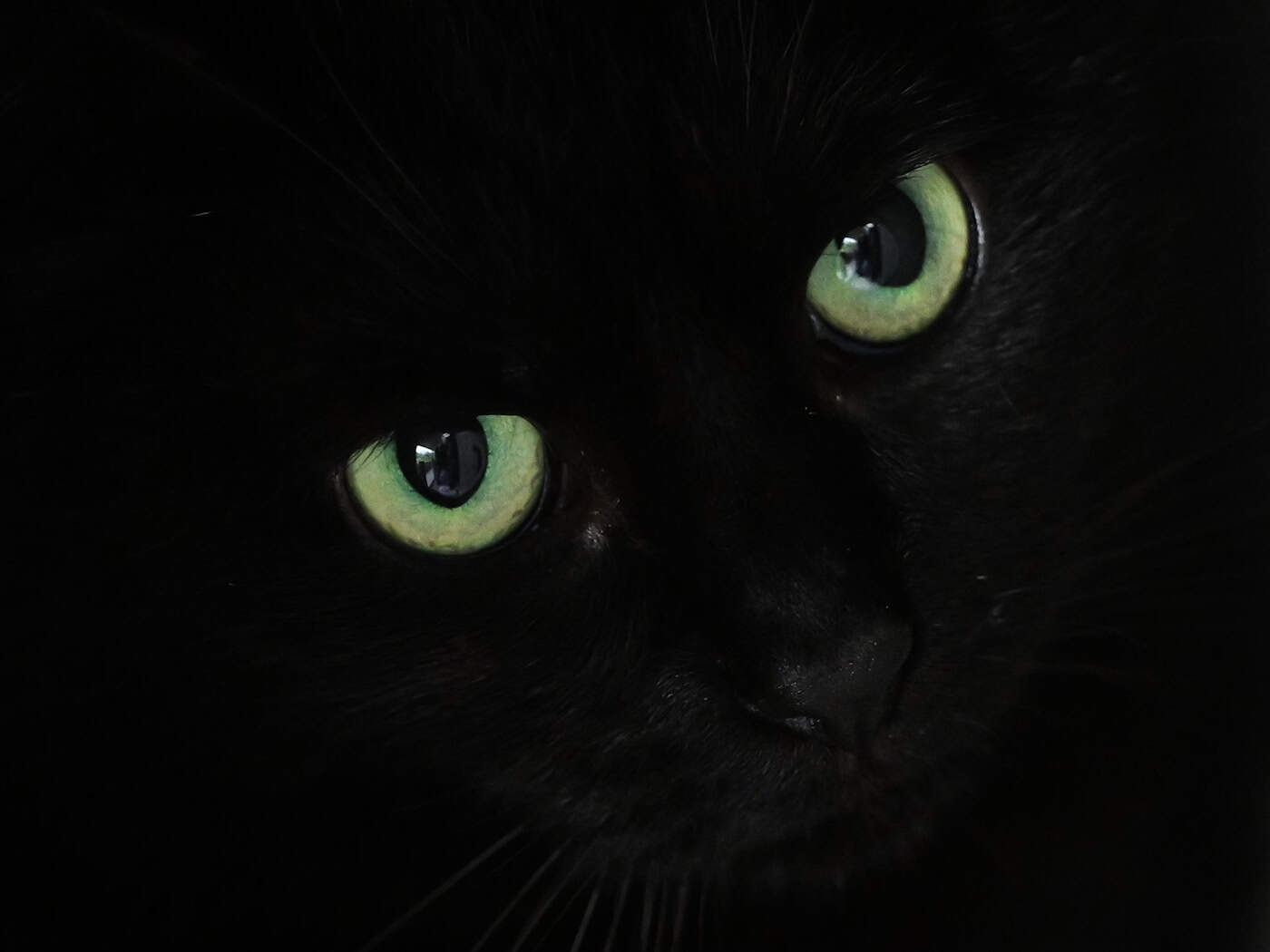 Katzen führen zu Munition, Waffenteilen und Chemikalien