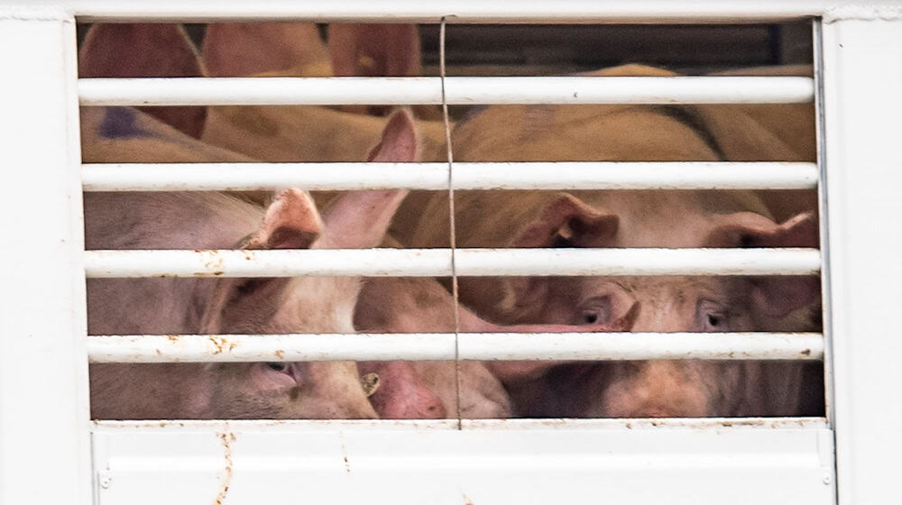 Ein Viehtransporter mit Ferkeln wurde auf einem Rastplatz an der Autobahn 9 gestoppt (Symbolbild) / Foto: David Inderlied/dpa