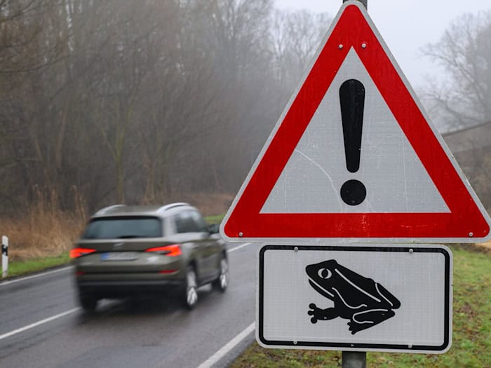 Etwa Mitte März beginnt in Thüringen die jährliche Wanderung von Kröten, Fröschen und Molchen zu den Laichplätzen, bei der die Tiere auch Straßen überqueren. (Symbolbild) / Foto: Patrick Pleul/dpa