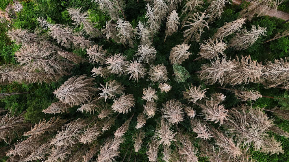 Waldbesitzer in Thüringen können Landeshilfen für die Bewältigung von Waldschäden durch Extremwetter wie Stürme oder lange Trockenheit erhalten (Symbolfoto). / Foto: Martin Schutt/dpa