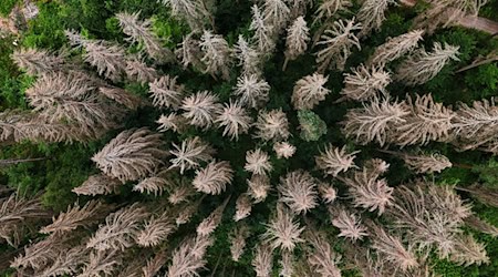 Waldbesitzer in Thüringen können Landeshilfen für die Bewältigung von Waldschäden durch Extremwetter wie Stürme oder lange Trockenheit erhalten (Symbolfoto). / Foto: Martin Schutt/dpa